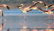 flamingoes_2.jpg
